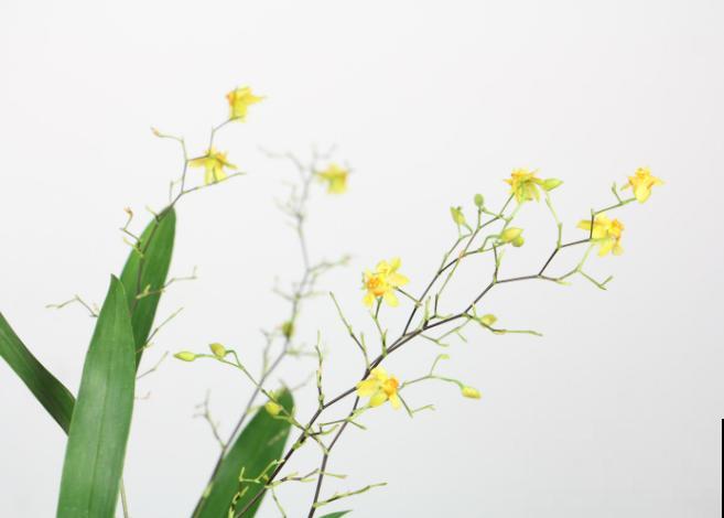 文心兰出花剑后,这4点要注意,以免养殖出问题 文心兰出花剑后,这4点要注意,以免养殖出问题