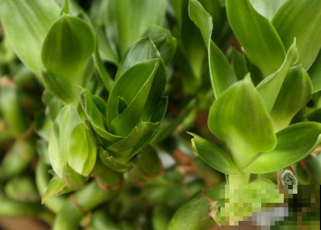 富贵竹叶子发黄别着急，学会这4点，状态会更好