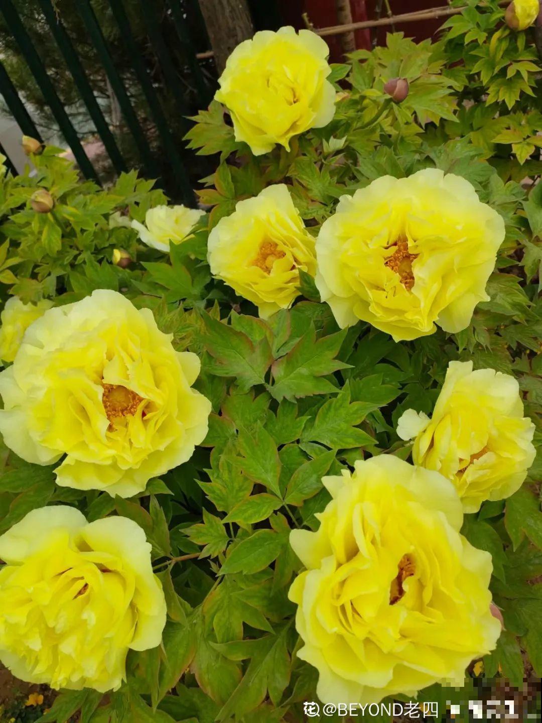 “外甥正月不剃头”，8种花正月不能剪，还要再忍1个月