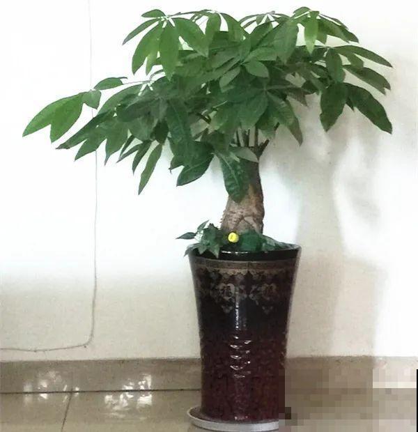 老人常说,6种吉祥花,轻易不开花,开花据说有好运 老人常说,6种吉祥花,轻易不开花,开花据说有好运