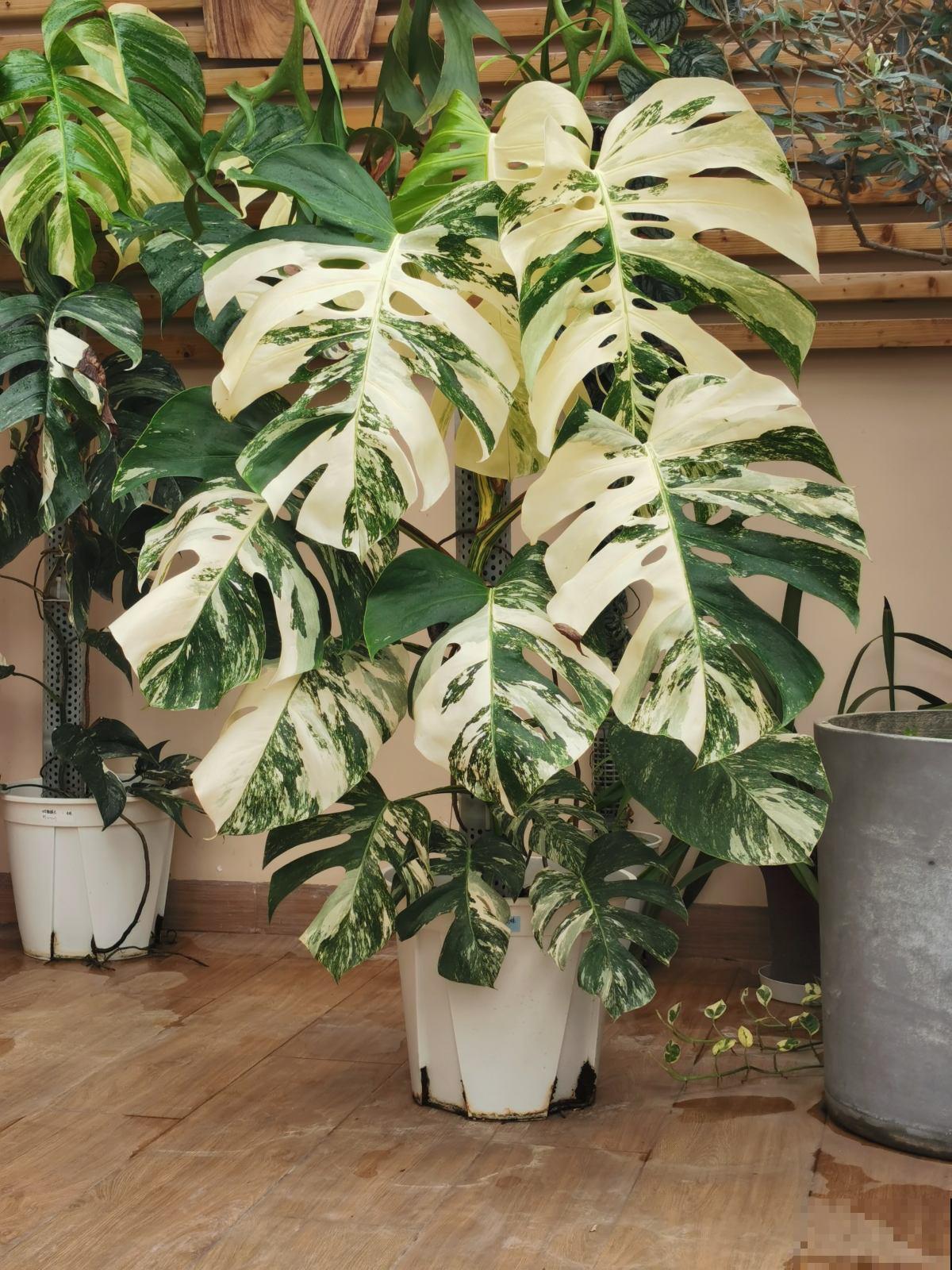 6种花，帮助吸废气，养了有利健康