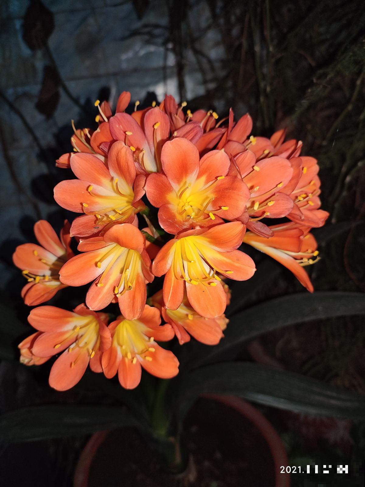 认清君子兰“2个信号”,花箭嗖嗖向外拔,开春就呼呼开花 认清君子兰“2个信号”,花箭嗖嗖向外拔,开春就呼呼开花