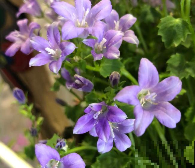 1种花长得像铃铛，满盆爆花不见叶，越养越上瘾