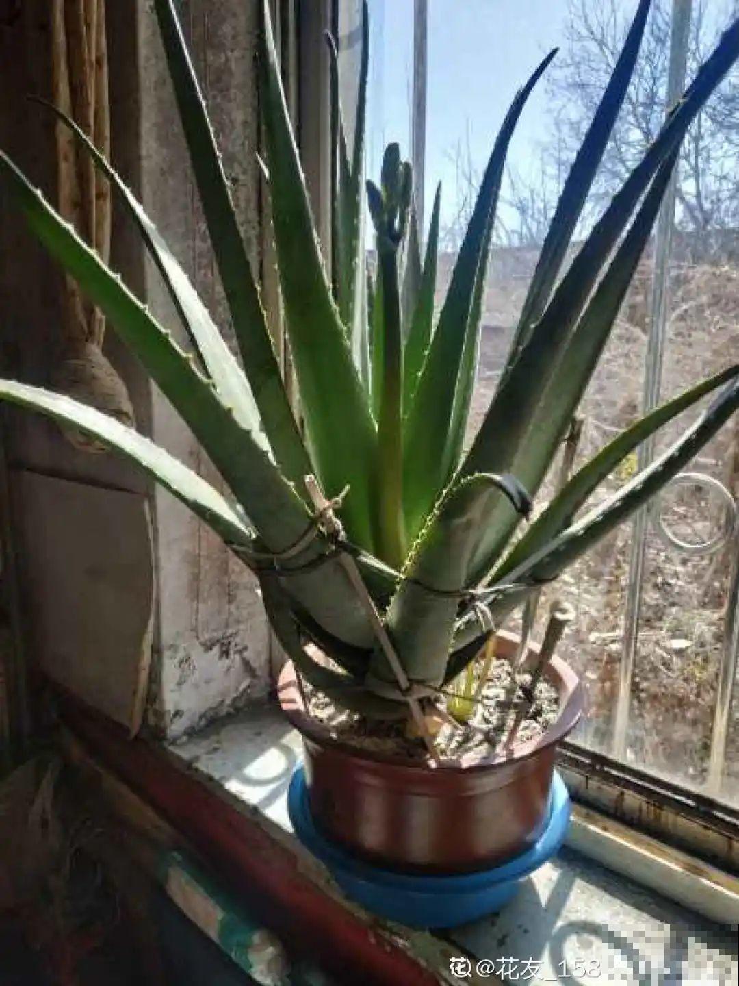 老人常说,6种吉祥花,轻易不开花,开花据说有好运 老人常说,6种吉祥花,轻易不开花,开花据说有好运