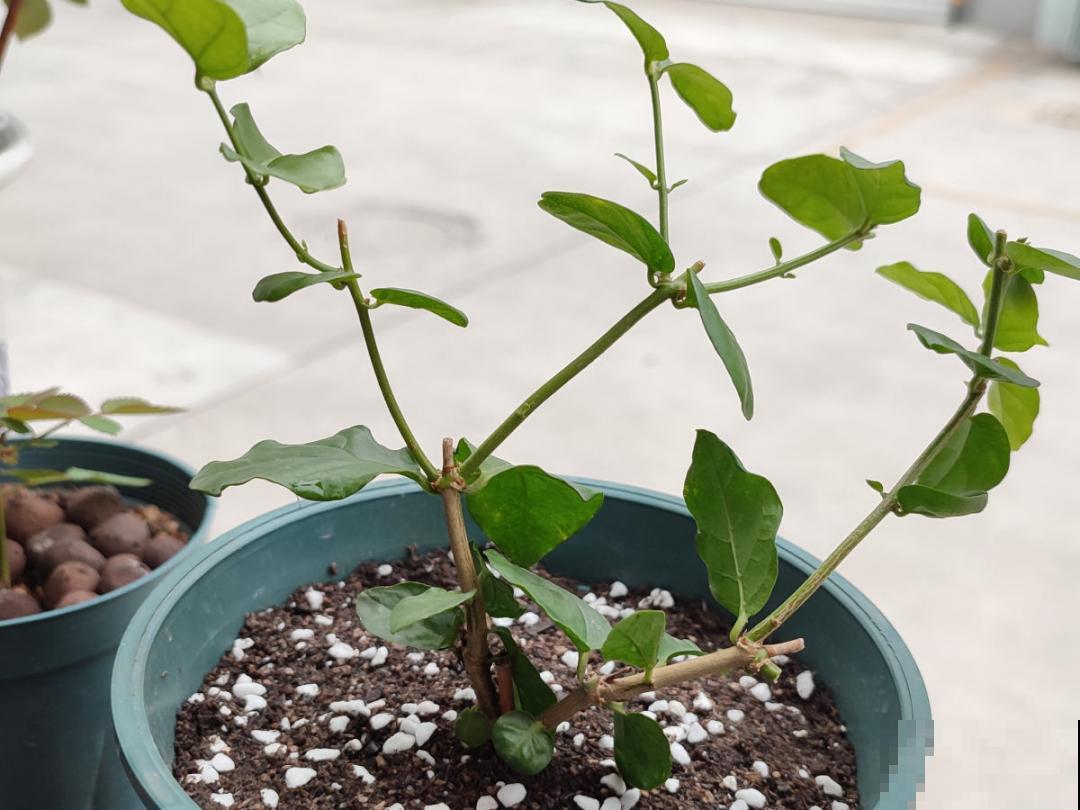 “外甥正月不剃头”，8种花正月不能剪，还要再忍1个月