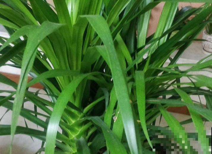 龙血树茎变软，做好这3点，还能及时挽救