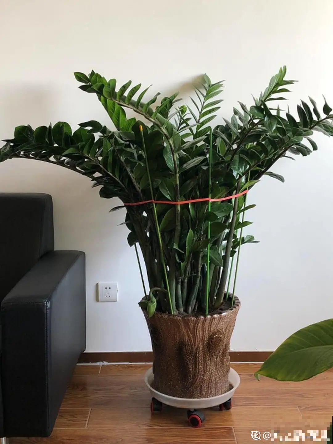 9种花不能暴晒，晒得越多花越不好，找阴凉地养