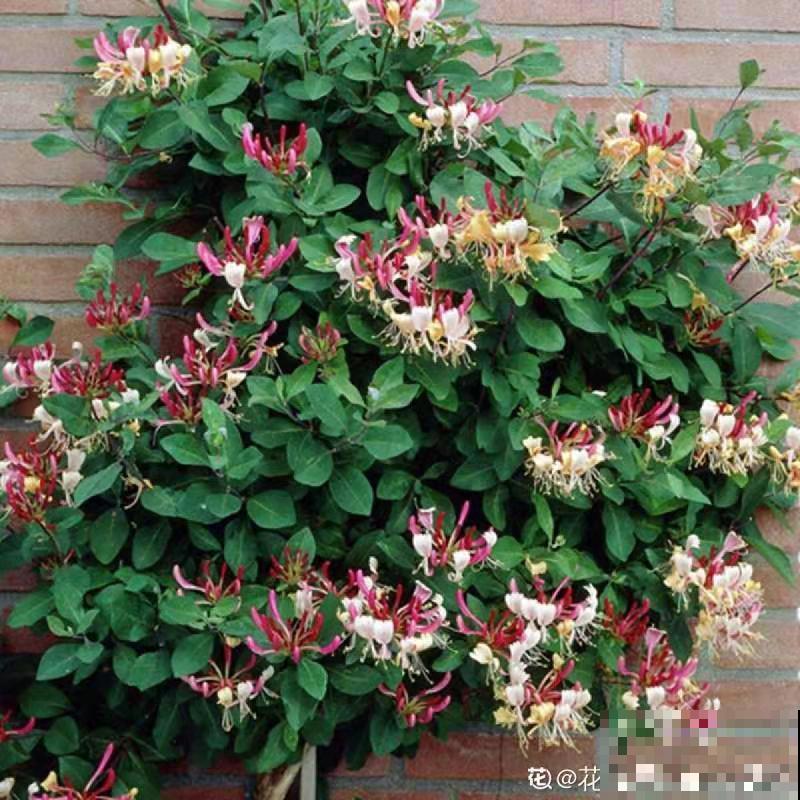 家里养盆新型品种金银花，下个月开出三色花瀑布，满院子飘香