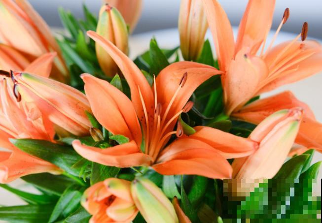 百合种球种土里，1个月还不发芽，3个方面没做好