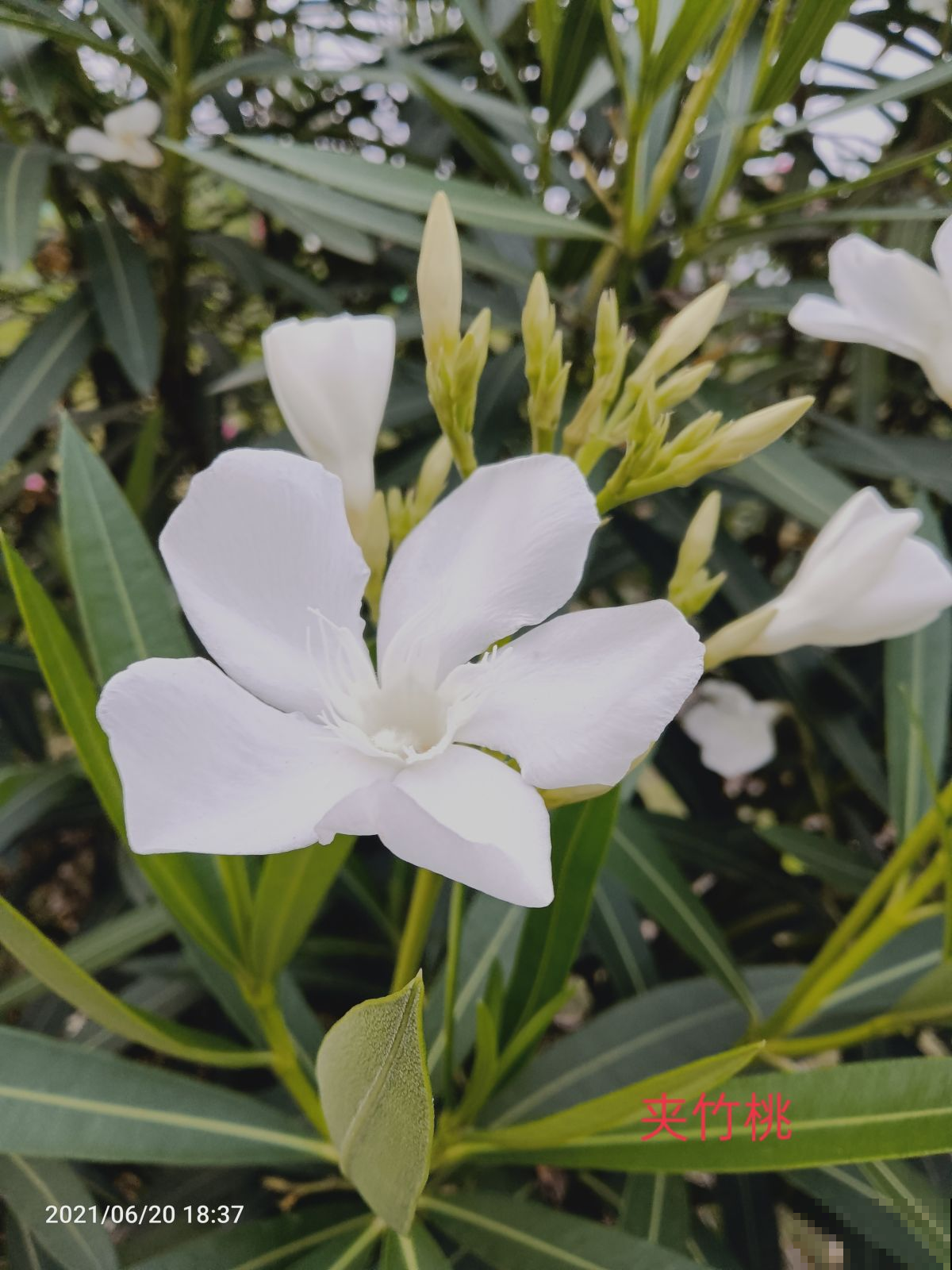 1种花被称为空气净化器,有毒为啥还养那么多,原因有3条 1种花被称为空气净化器,有毒为啥还养那么多,原因有3条