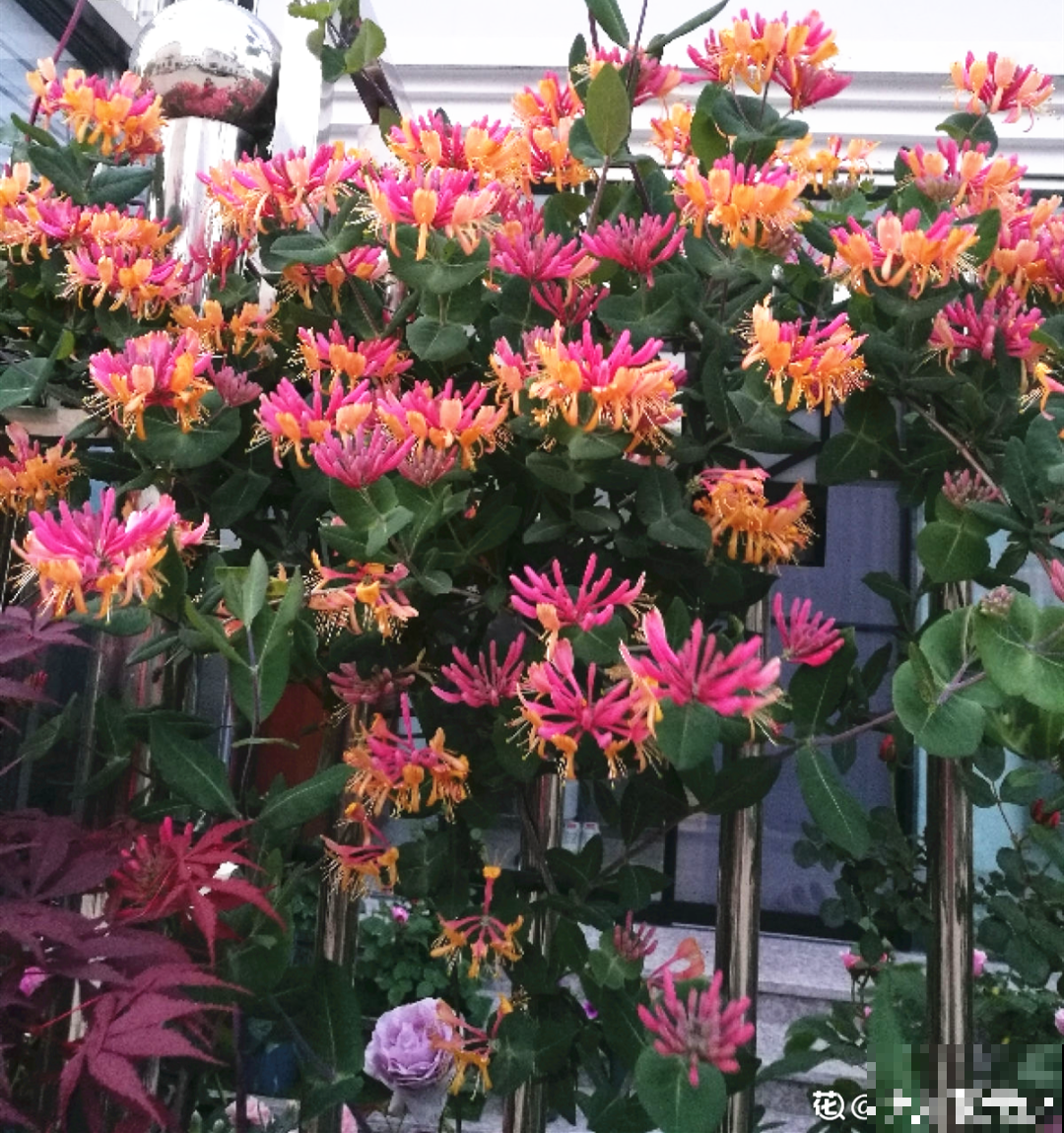 家里养盆新型品种金银花，下个月开出三色花瀑布，满院子飘香