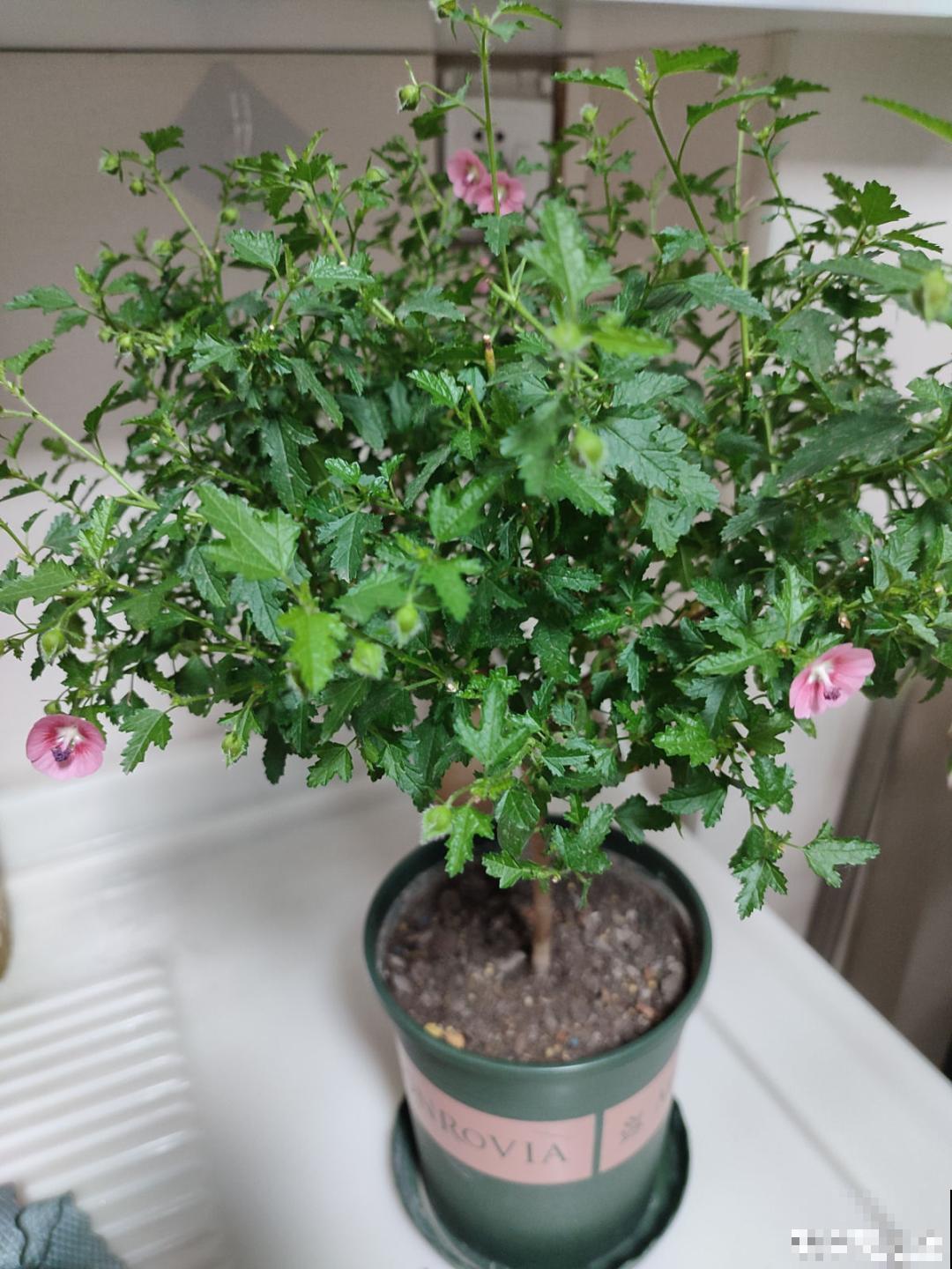 花量大的小木槿,一次性开花上千朵,开成粉色小花树! 花量大的小木槿,一次性开花上千朵,开成粉色小花树!