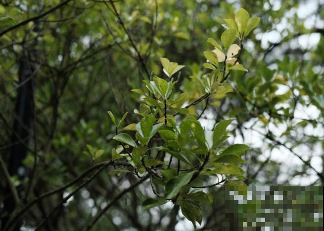 室内冬青扦插,做好这4步,生根率超高 室内冬青扦插,做好这4步,生根率超高