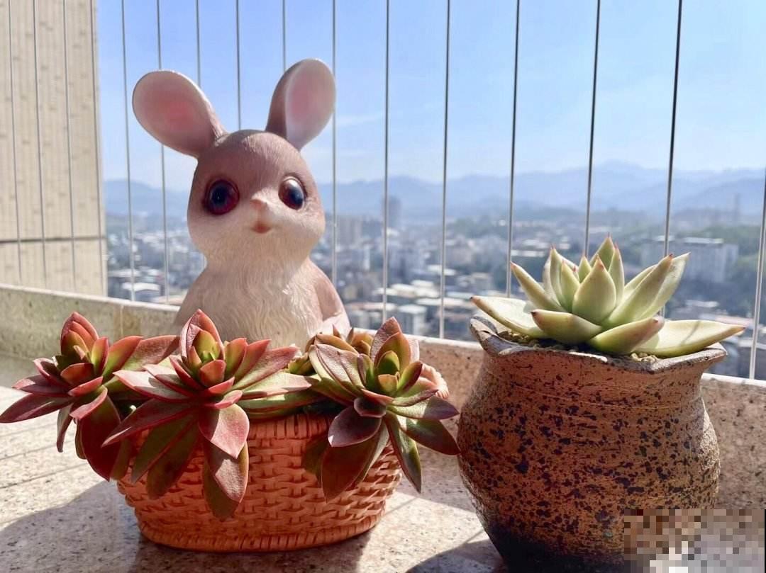 花盆要换盆的3个信号，多亏老花农告诫，难怪长势越来越旺