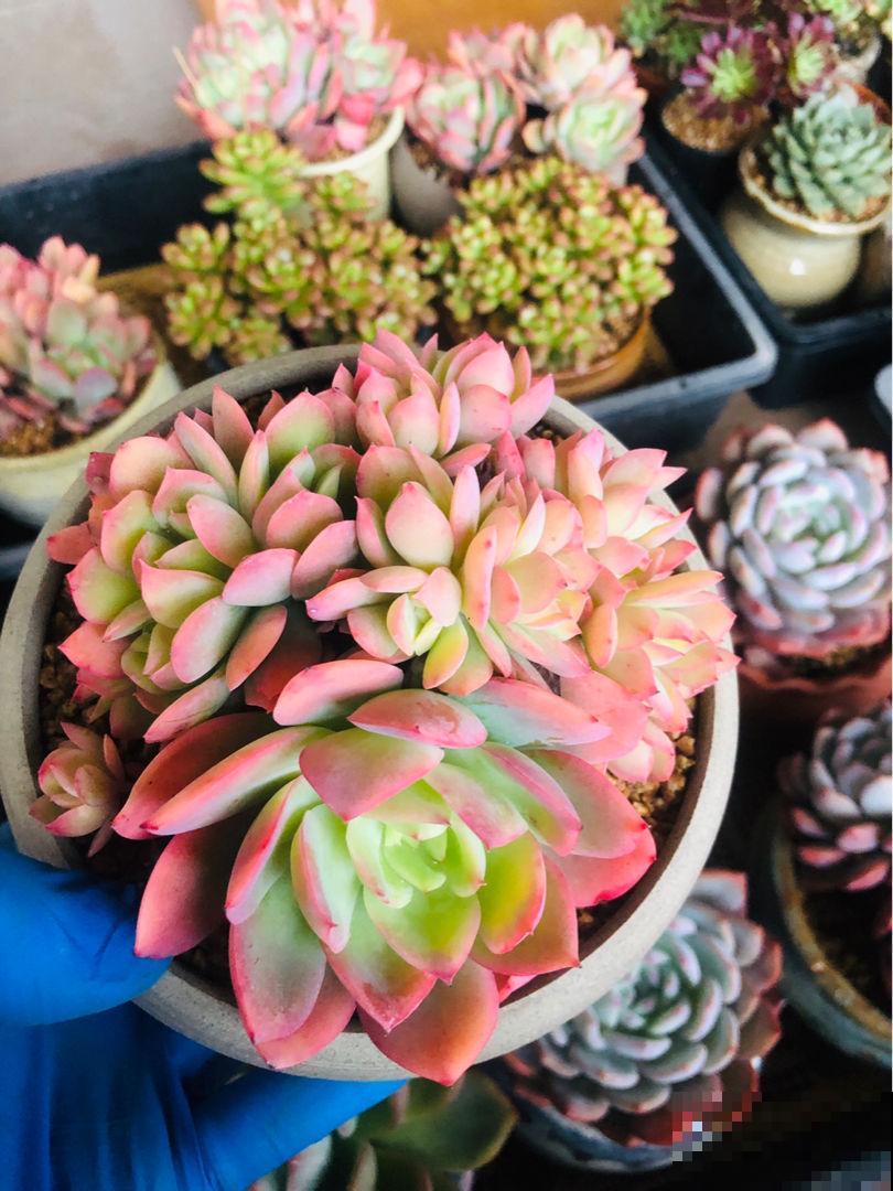 养花不能忽视花盆，选好了花长得壮，选错了花都死翘翘