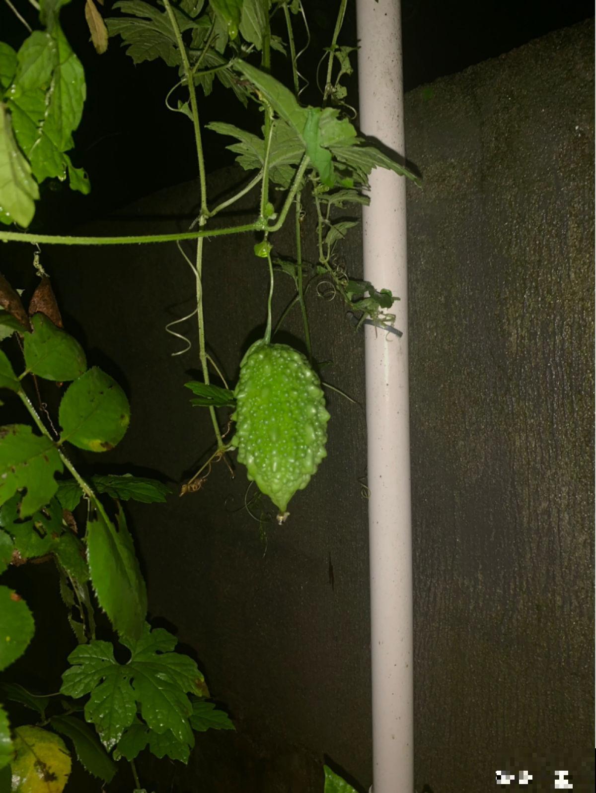 立春以后,养盆五颜六色的“小零食”花,不光好看还能吃 立春以后,养盆五颜六色的“小零食”花,不光好看还能吃