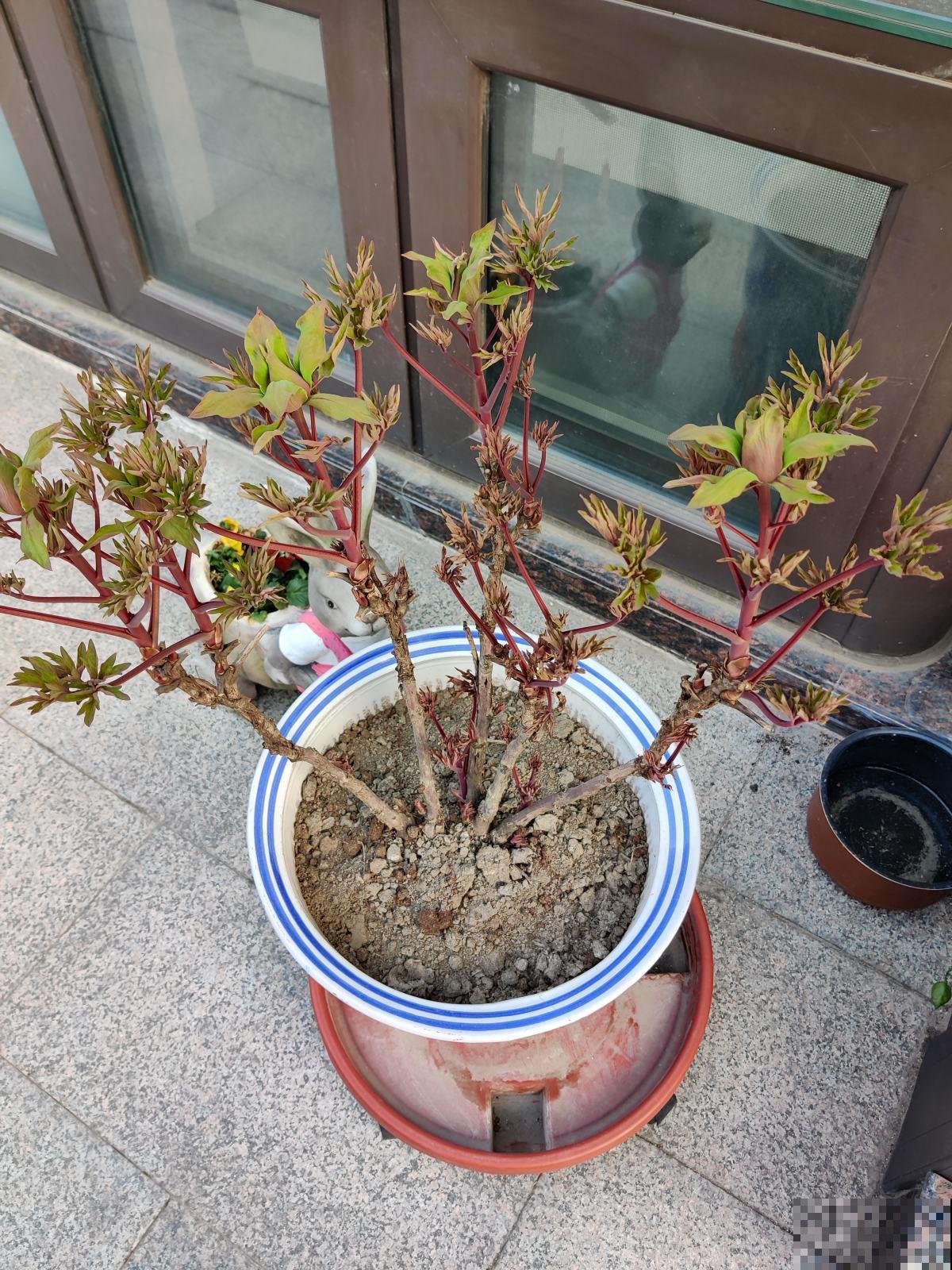 春天爆花的7种花,个个都有福气,加点酸水更爆盆 春天爆花的7种花,个个都有福气,加点酸水更爆盆