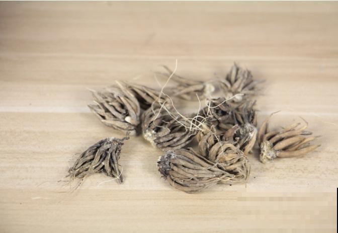 土里埋个“小爪子”,长出“迷你牡丹花”,颜值高气质足 土里埋个“小爪子”,长出“迷你牡丹花”,颜值高气质足