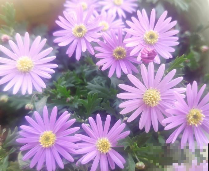 夏天养盆姬小菊，这4点要知道，不注意小心养不活