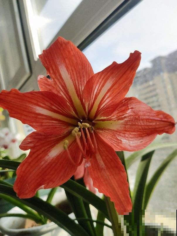 养花20年,教会了我15个人生道理,心态180°大转变 养花20年,教会了我15个人生道理,心态180°大转变