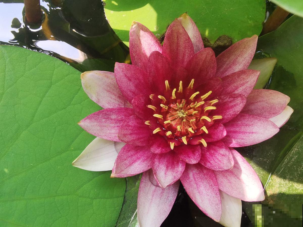 你出生在几月,你的“守护花神”就是对应花,赶紧来看看 你出生在几月,你的“守护花神”就是对应花,赶紧来看看