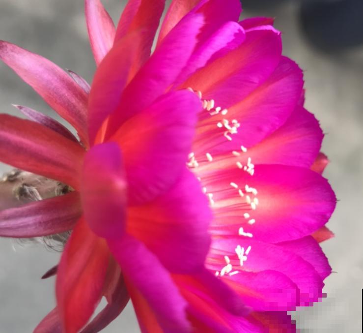 会开花的仙人球，注意这5点，促使正常开花