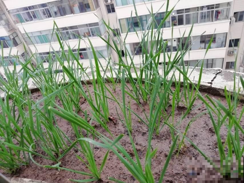 在家就能种的蔬菜,10天就能窜一节,20天做成美味佳肴 在家就能种的蔬菜,10天就能窜一节,20天做成美味佳肴