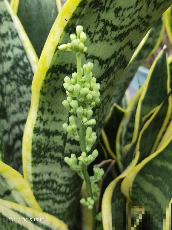 1种招财花,养在家里特省心,还有养人养生作用 1种招财花,养在家里特省心,还有养人养生作用