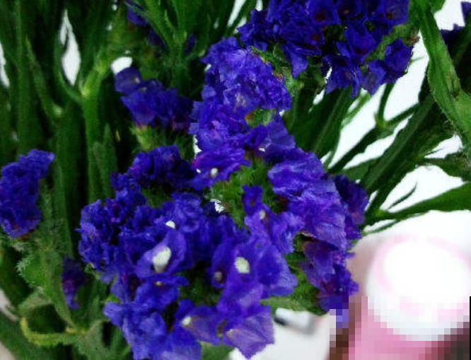 送花不要乱送,这5种花代表爱情,记住别送错 送花不要乱送,这5种花代表爱情,记住别送错