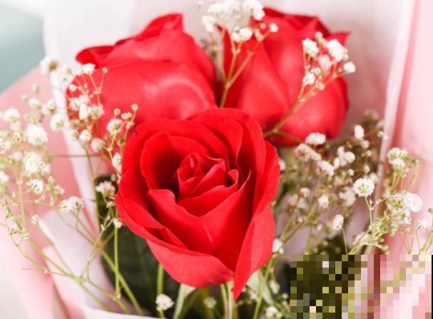 玫瑰花垂头，不要急，注意这4步就能恢复