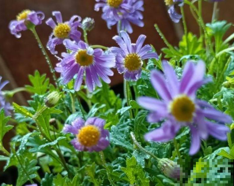 春天是养雏菊的季节，雏菊不同的含义，你都知道吗