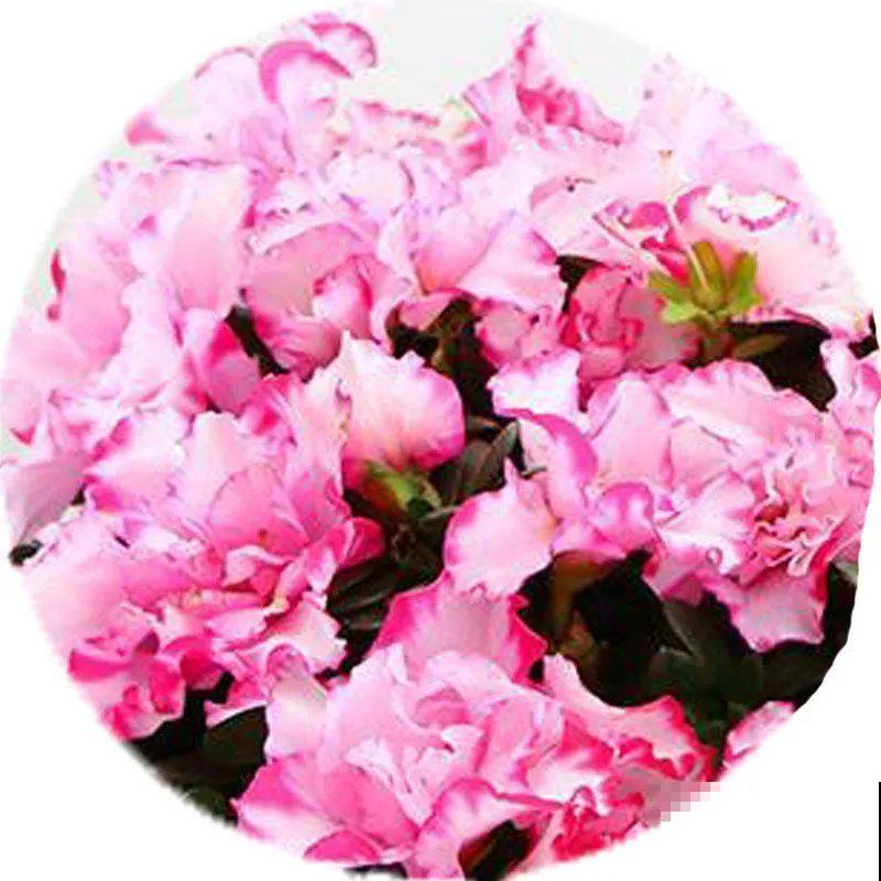 1种“人间富贵花”，养家里姿色万千，越养越“富贵”