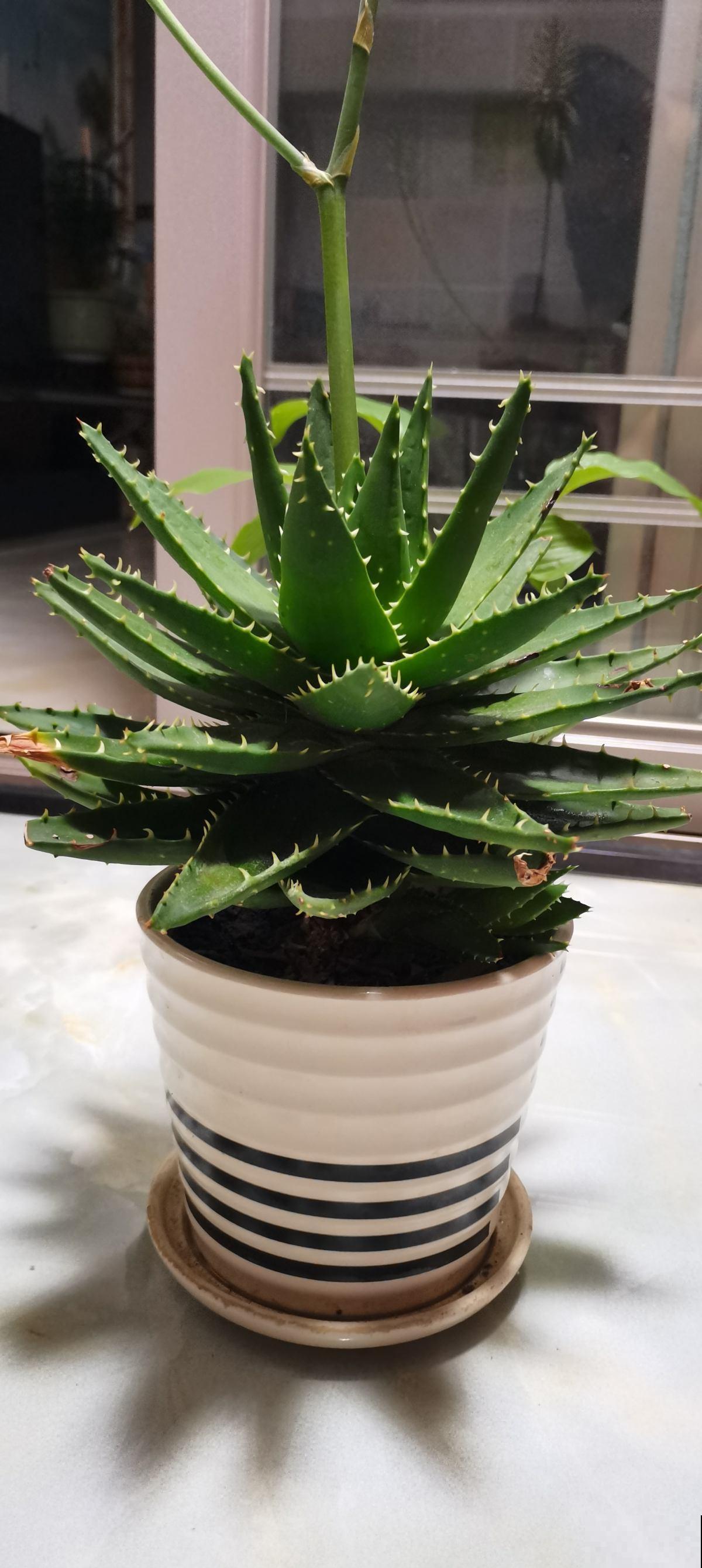 老一辈人说，4种绿植不常开花，一开花就预示有好事儿，你见过吗