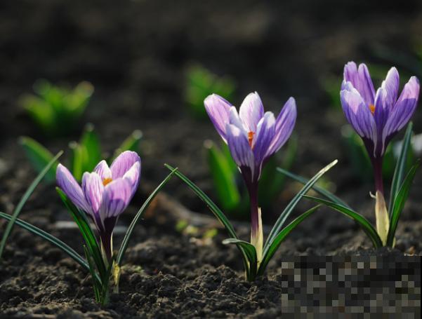 在家就能种的藏红花，注意这3点，半个月时间就能发芽