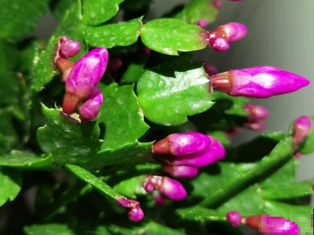 大花蕙兰太贵,掉个花苞都心疼,快来注意这3点! 大花蕙兰太贵,掉个花苞都心疼,快来注意这3点!