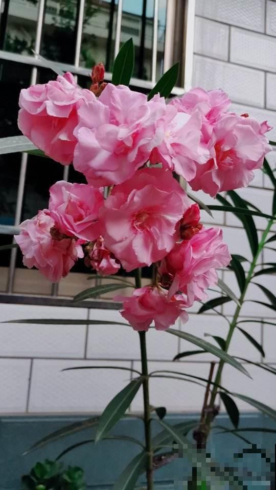 漂亮的花不是有毒就是有刺，7种不宜居家的花卉，养了赶紧搬走