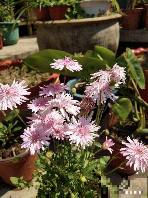 4种春日野菜,吃起来不花钱,一口鲜味那叫一个“绝” 4种春日野菜,吃起来不花钱,一口鲜味那叫一个“绝”