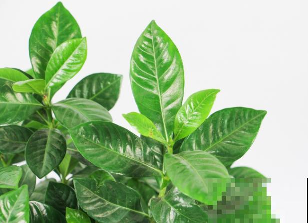 大叶栀子花在室内养护，这5点需谨记，叶子呼呼长