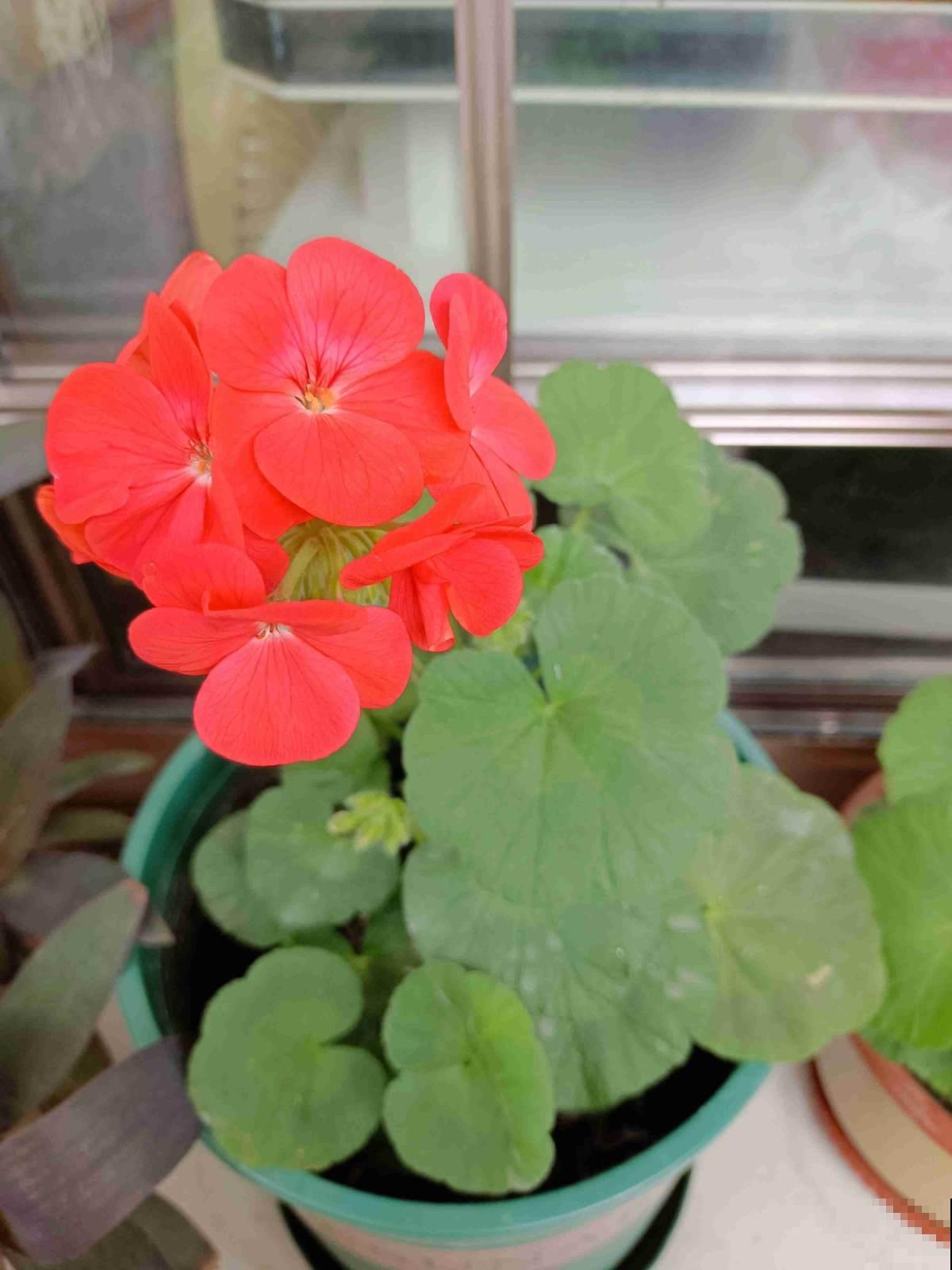 天竺葵想要开花多又艳,做到三个“刚刚好”,花满阳台四季如春 天竺葵想要开花多又艳,做到三个“刚刚好”,花满阳台四季如春