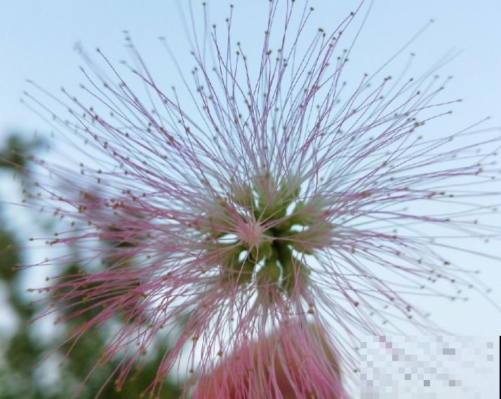 合欢树不需要买，学会这2种繁殖方法，成活率高