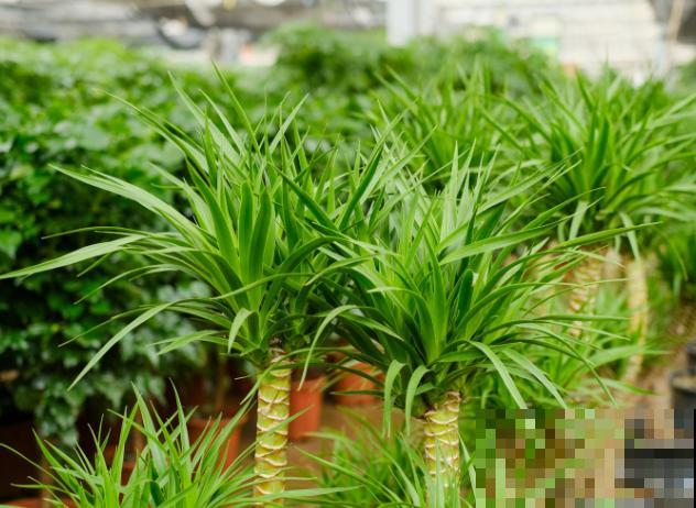 龙血树养殖要想更旺盛,这4点注意好,养殖旺盛很简单 龙血树养殖要想更旺盛,这4点注意好,养殖旺盛很简单