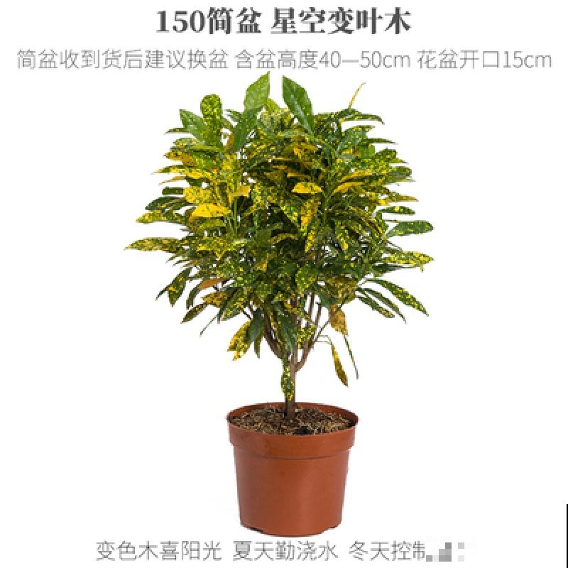 变色木养殖总掉叶子,快挪到散光处,轻松解决掉叶问题 变色木养殖总掉叶子,快挪到散光处,轻松解决掉叶问题