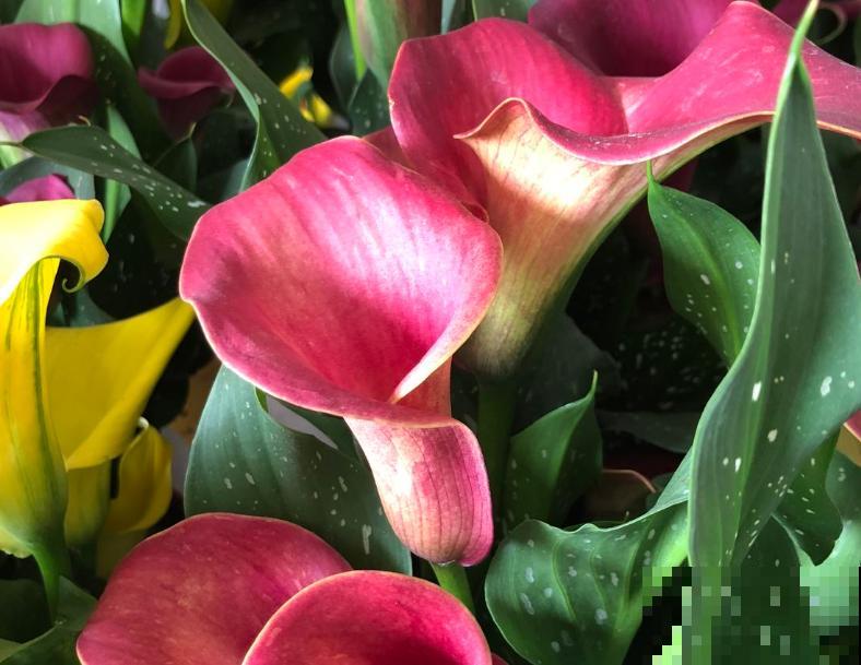 1种花长得像“马蹄”，花朵新奇有趣，养在家里格调高