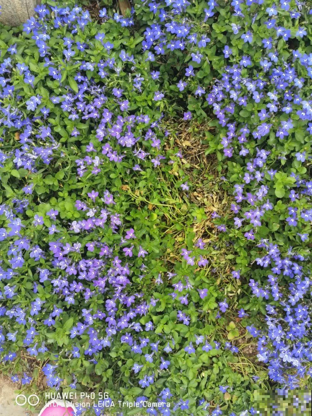 小阳台的爆花机器,1棵爆出一大盆,窗台、晾衣杆都挂满 小阳台的爆花机器,1棵爆出一大盆,窗台、晾衣杆都挂满