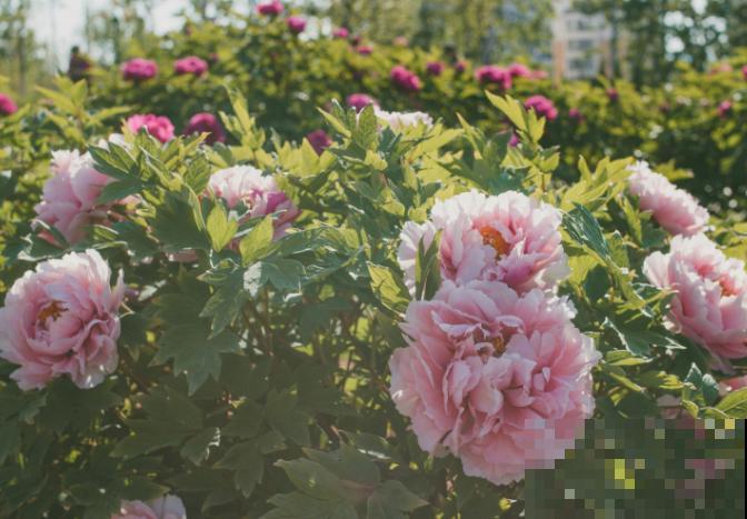 春天抓紧牡丹小尾巴，掌握4要点种盆栽，还能赶上开花！