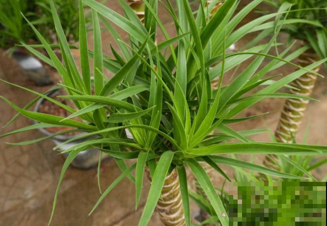 家里养盆龙须树，安全感十足，还有招财好兆头