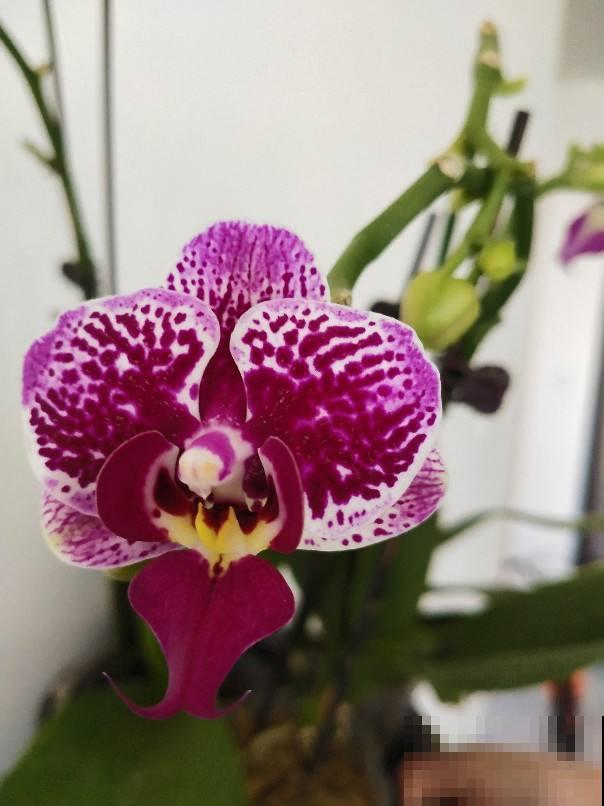 年宵花虽然好看,但年年养不活,只因养护方法不对 年宵花虽然好看,但年年养不活,只因养护方法不对