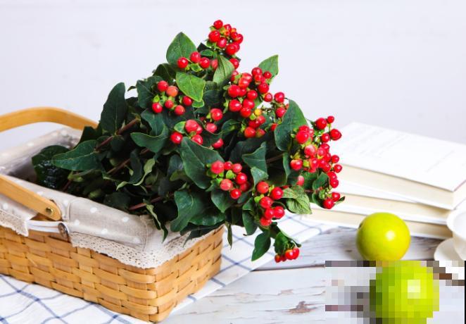 相思豆别名火龙珠，养殖简单，好看易观赏