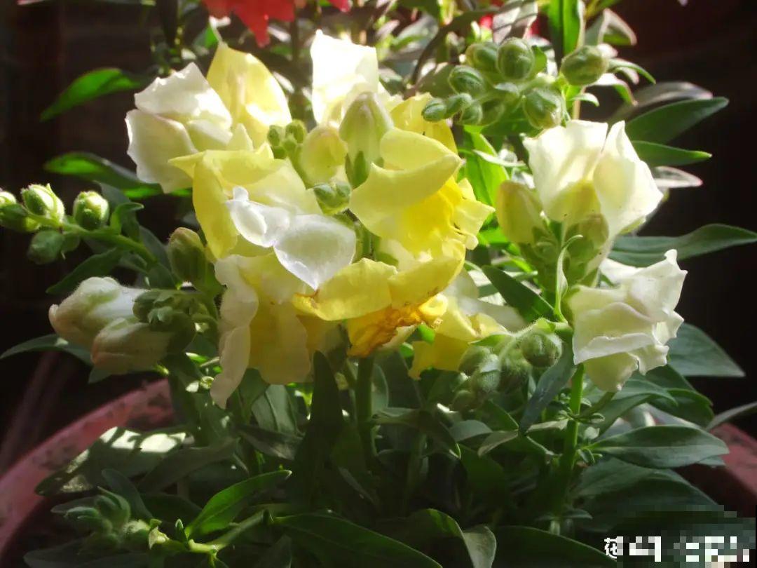 50种花春天播种,长满小院子,能开一整年 50种花春天播种,长满小院子,能开一整年