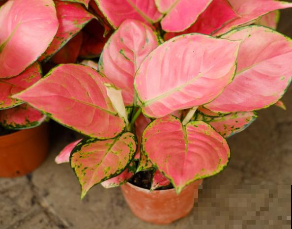 家里养盆吉利红,注意这5点,轻松实现爆盆 家里养盆吉利红,注意这5点,轻松实现爆盆